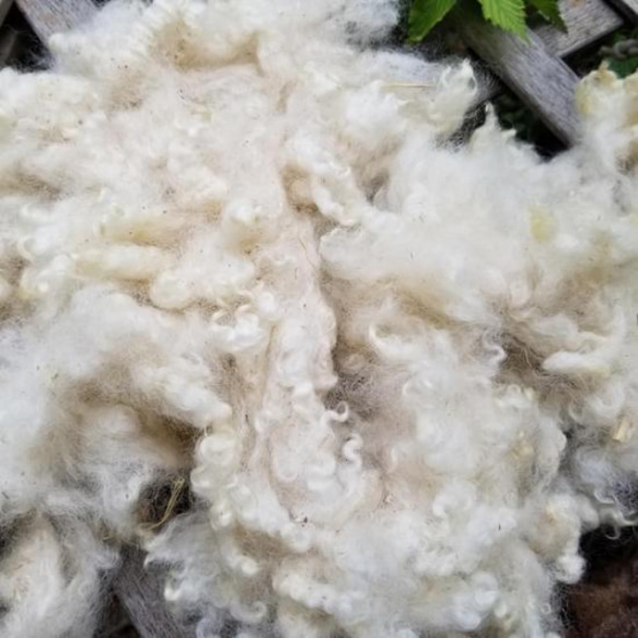 長野県産コリデール羊原毛100g 湯洗い後納品 国産羊毛 夾雑物超多 送料 