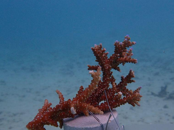 沖縄の海と縁起の良い珊瑚のプレート 結婚祝い 引出物 2枚セット 取り皿 純白×瑠璃紺 ボックス＆紙袋付き 8枚目の画像