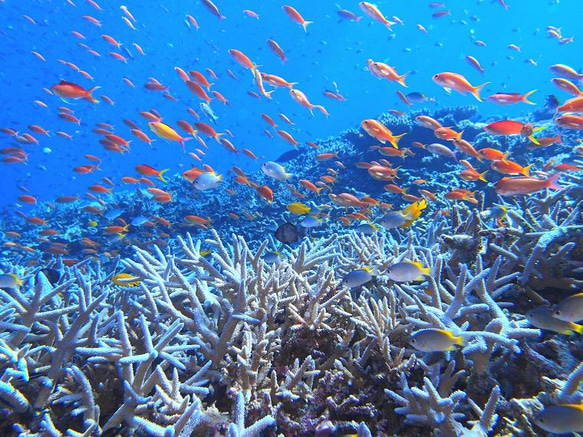 沖縄の海と縁起の良い珊瑚のプレート 結婚祝い 引出物 2枚セット 取り皿 純白×瑠璃紺 ボックス＆紙袋付き 7枚目の画像