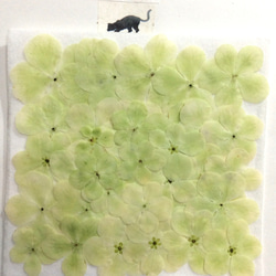 ビバーナム( グリーン系)の押し花素材 3枚目の画像