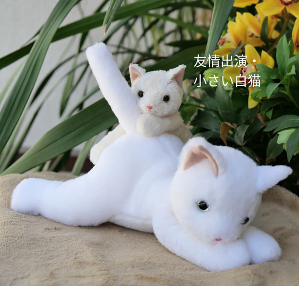 抱っこしたい白猫＊目の色を選べます(2ヶ月以内で発送) 11枚目の画像