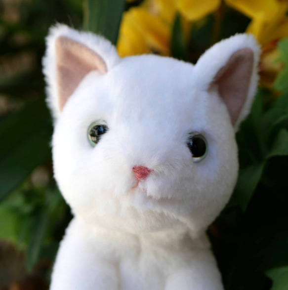 抱っこしたい白猫＊目の色を選べます(2ヶ月以内で発送) 3枚目の画像