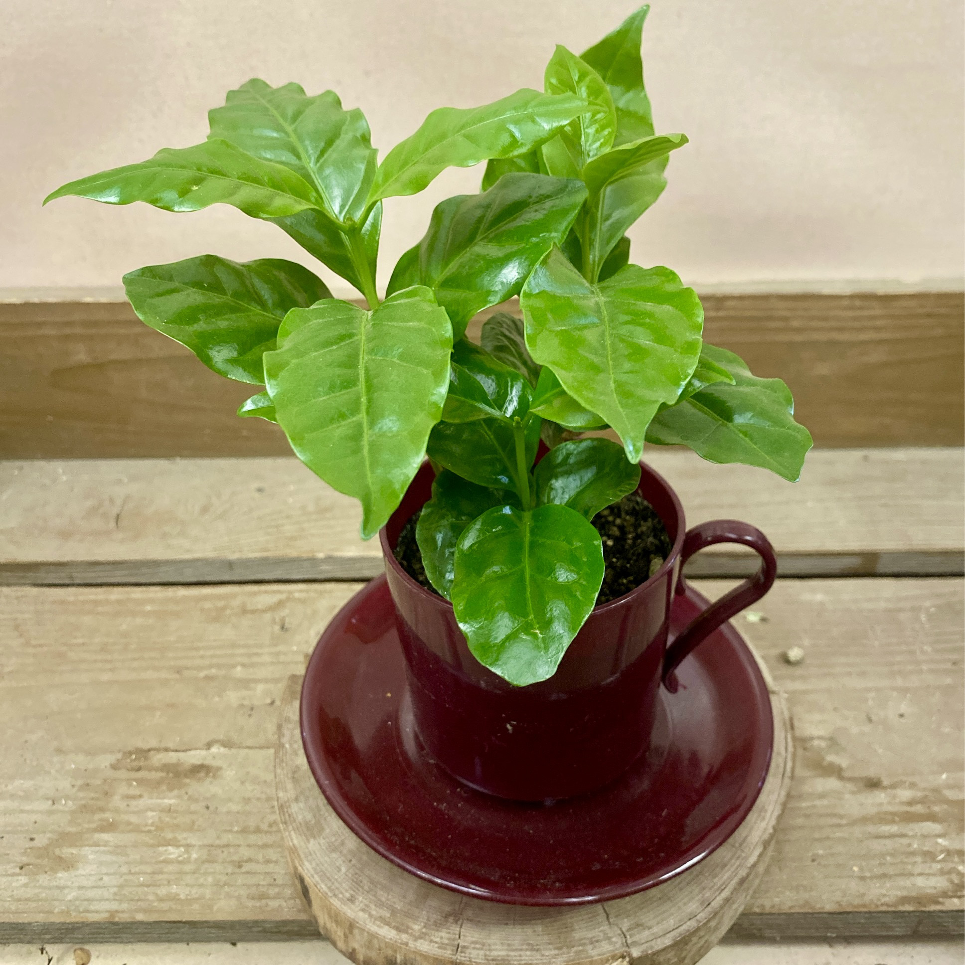 Amazon｜東京寿園 コーヒーの木 観葉植物 本物 ミニ 土を使わ