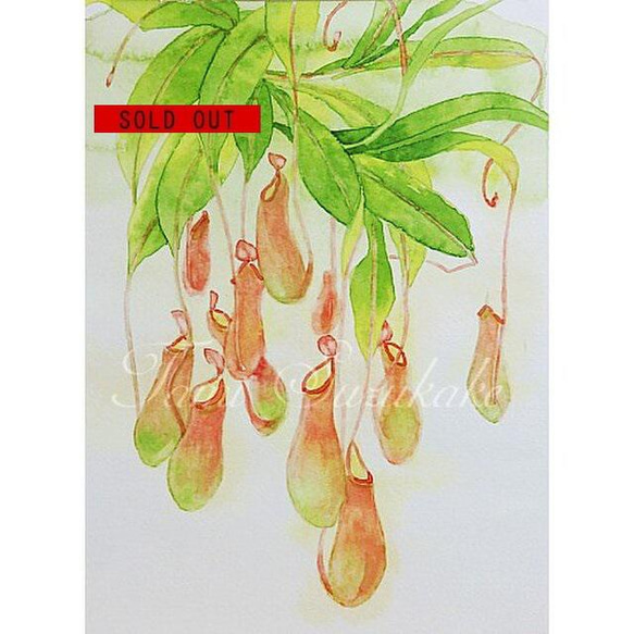 水彩・原画「植物画・ウツボカズラ」 絵画 tami suzukake 通販