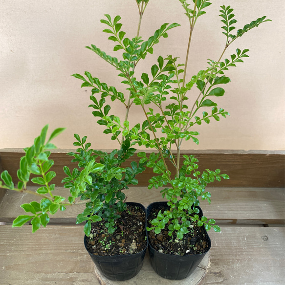 庭木植木 観葉植物 シマトネリコ 2ポットset アートフラワー 庭木植木 観葉植物 シマトネリコ 2ポットset アートフラワー