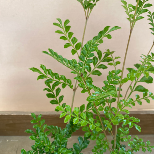 庭木植木 観葉植物 シマトネリコ 2ポットset アートフラワー plant