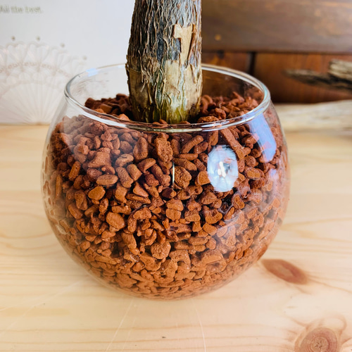 再販】手のひらサイズ『パキラ』ハイドロカルチャー バブルボール