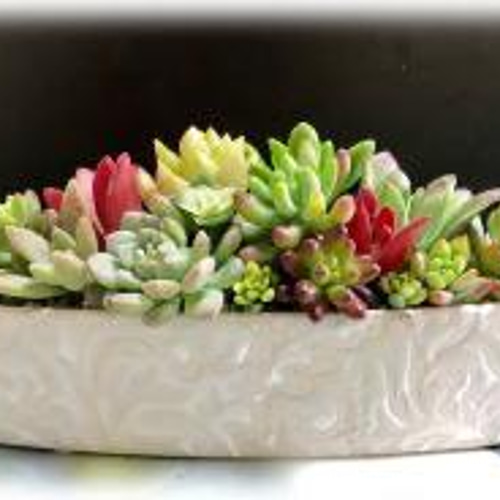 多肉植物　寄せ植え 人気の多肉植物寄せ植えキット（初心者向き）容器選択 その他