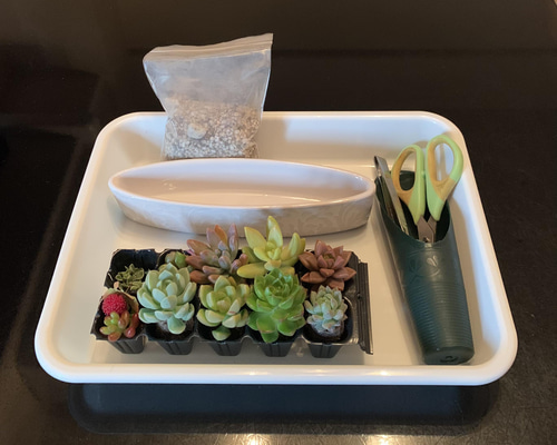 多肉植物　寄せ植え　（男前バージョン） 多肉植物寄せ植え（男前バージョン）