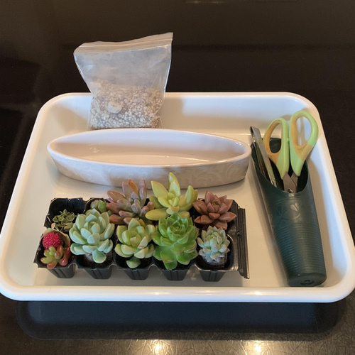 ご確認ページ　多肉植物寄せ植えセット 0_544336b8b772f0225fb9b878584b