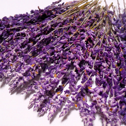 アメジストセージ 50本 」今年収穫のドライフラワー ナチュラル