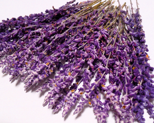 ローズマリーとアメジストセージとミモザの葉のドライフラワーリース❁⃘*.゜ アメジストセージ 50本 」今年収穫のドライフラワー ナチュラル