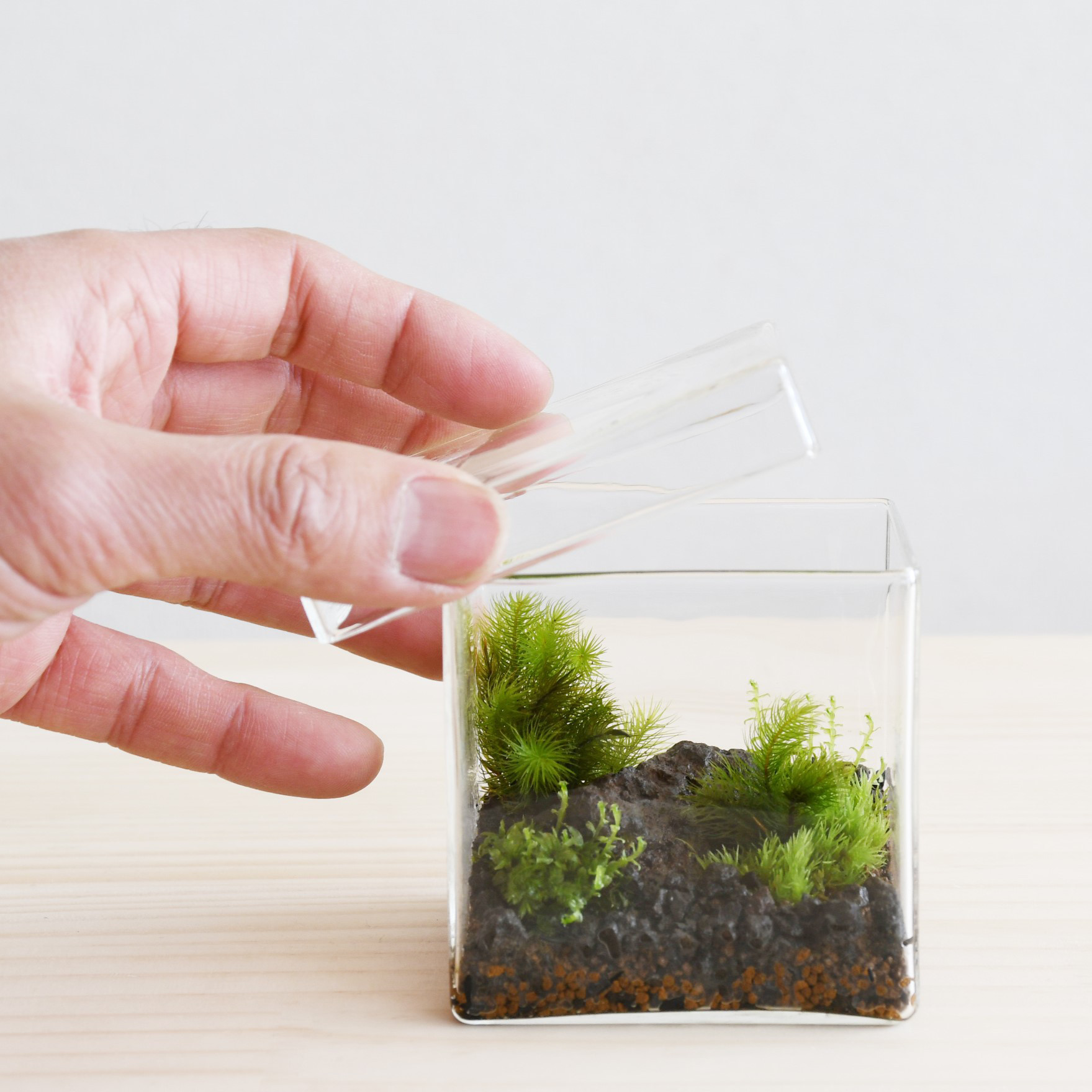 苔景－BOX Msize＜苔テラリウム・コケリウム＞