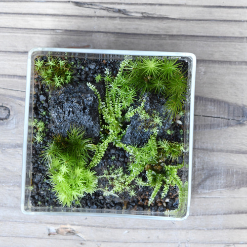 苔景－BOX Msize＜苔テラリウム・コケリウム＞ テラリウム 道草