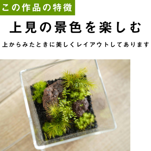 苔テラリウム 苔テラリウム作品『無限（White）』◇限定作品 12.20#4 | 苔