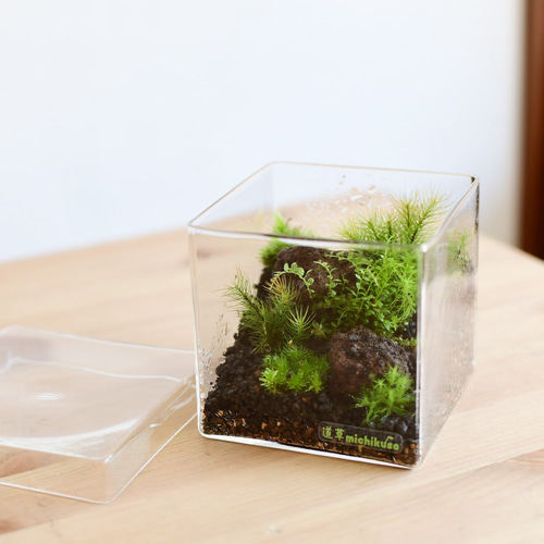 苔テラリウム 苔テラリウム作品『無限（White）』◇限定作品 12.20#4 | 苔