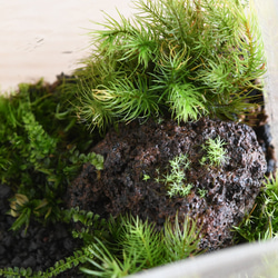 苔景－BOXMsize＜苔テラリウム・コケリウム＞ 4枚目の画像