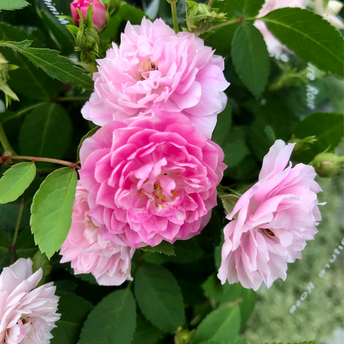 (ᵔᴥᵔ)可愛く香りが良いバラ♡ かわいいお庭　スイートチャリオット ᵔᴥᵔ)A可愛く香りが良いバラ♡ かわいいお庭スイートチャリオット