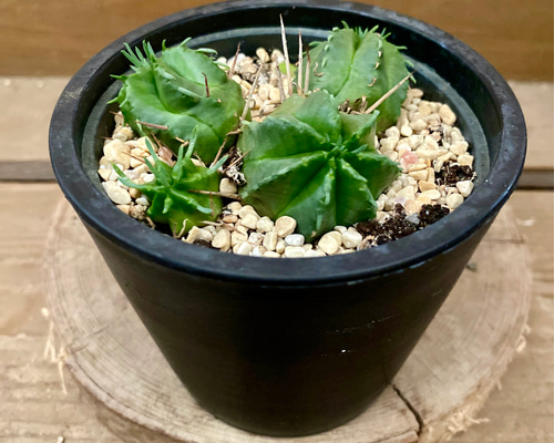 ユーフォルビア メロフォルミス 多肉植物 鉢付き ユーフォルビア メロフォルミス（貴青玉） アートフラワー plant life