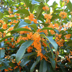 【送料無料】リアル3大香木“金木犀＆沈丁花＆梔子”10×3本セット　生花の再現　生花のフレグランス　ファブリックミスト 5枚目の画像