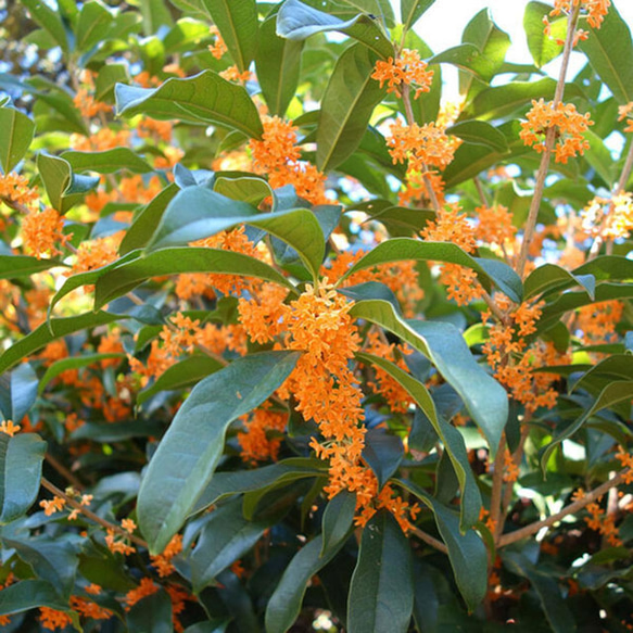 【送料無料】リアル3大香木“金木犀＆沈丁花＆梔子”10×3本セット　生花の再現　生花のフレグランス　ファブリックミスト 5枚目の画像