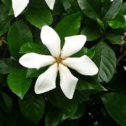 【送料無料】リアル3大香木“金木犀＆沈丁花＆梔子”10×3本セット　生花の再現　生花のフレグランス　ファブリックミスト 9枚目の画像