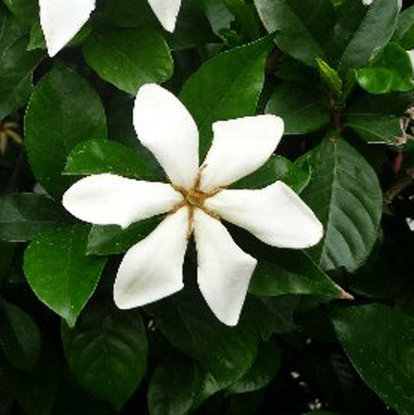 【送料無料】リアル3大香木“金木犀＆沈丁花＆梔子”10×3本セット　生花の再現　生花のフレグランス　ファブリックミスト 9枚目の画像