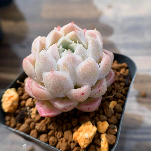 15.多肉植物 寄せ植え エケベリア属 アルバ（単） 抜き苗 アート