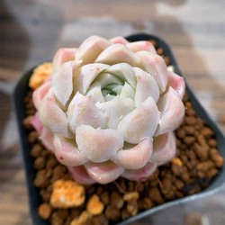 15.多肉植物 寄せ植え エケベリア属 アルバ（単） 抜き苗 アート