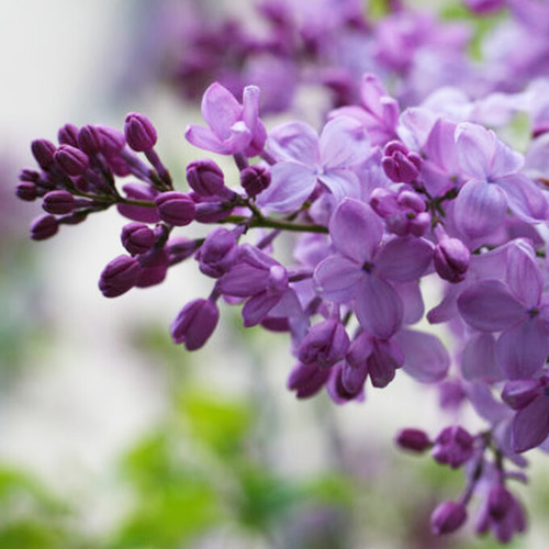 リアル ライラックの香 10ml 生花の再現 生花のフレグランス