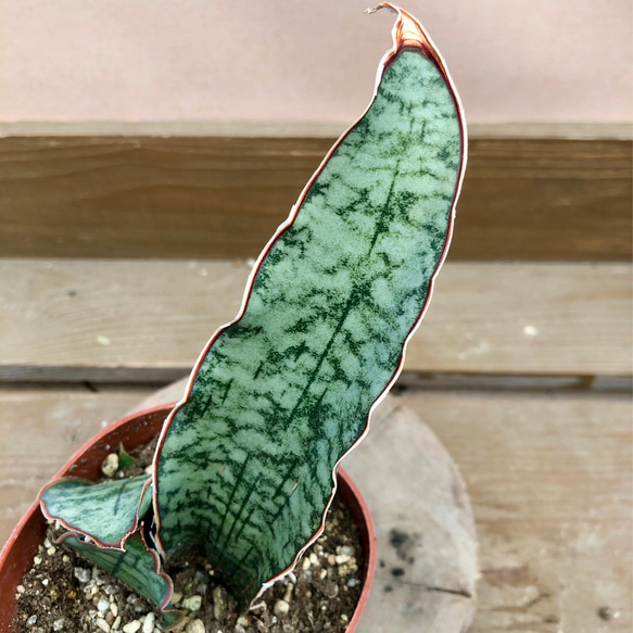 観葉植物　サンスベリア　シルバーブルー 2枚目の画像