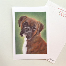 ６１　選べるポストカード　ボクサー犬　5枚セット 1枚目の画像