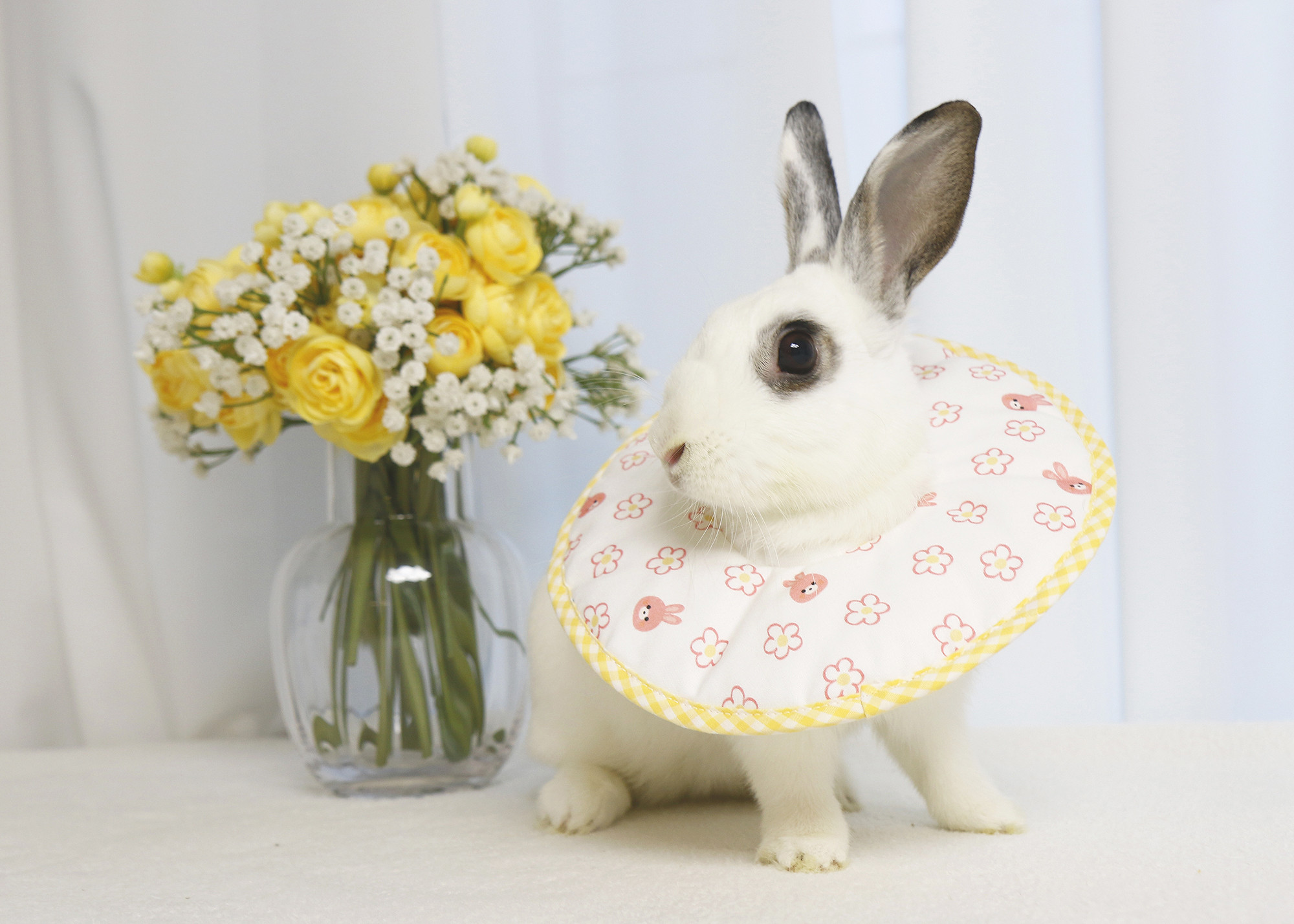 うさぎ用エリザベスカラー ペット服・アクセサリー ECRABBIT