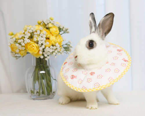 うさぎ用エリザベスカラー ペット服・アクセサリー ECRABBIT