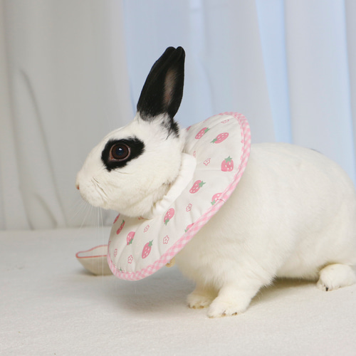 うさぎ用エリザベスカラー ペット服・アクセサリー ECRABBIT 通販