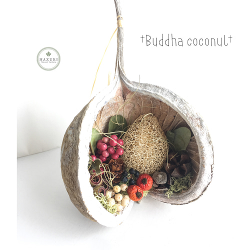 匿名配送】♡Lサイズ 幸せを呼ぶ木の実 ブッダナッツ 白 ドライ