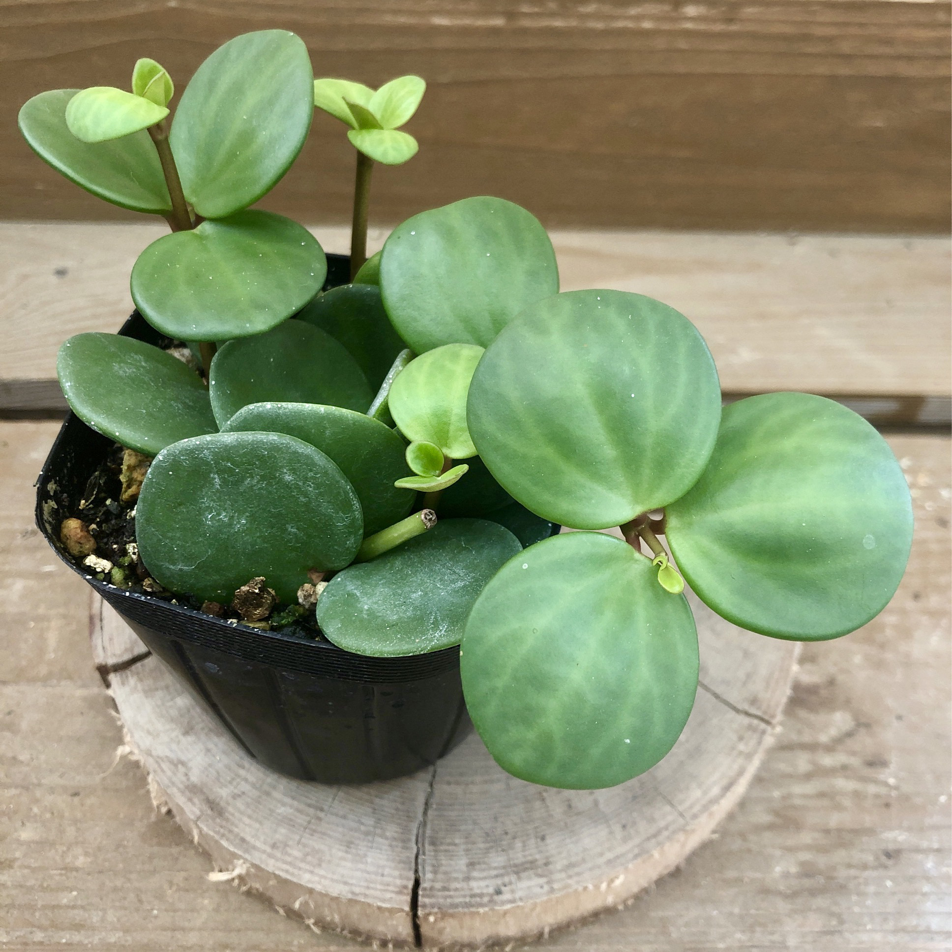 観葉植物 ぺぺロミア ホープ♡ 観葉植物 ぺぺロミア ホープ♡