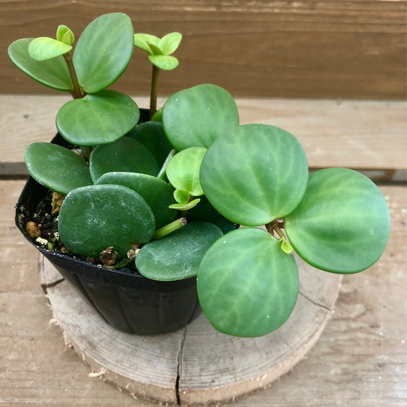 観葉植物 ペペロミア ホープ アートフラワー plant life 通販 8080647