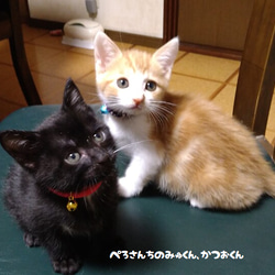 ちりめんまわし首輪（子猫＆成猫用）・赤 1枚目の画像