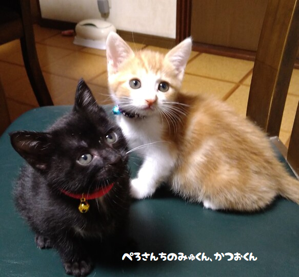 ちりめんまわし首輪（子猫＆成猫用）・赤 1枚目の画像