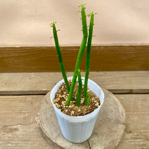 信頼への信頼 多肉植物 ユーフォルビア オンコクラータ アートフラワー plant 塊根植物・コーデックス
