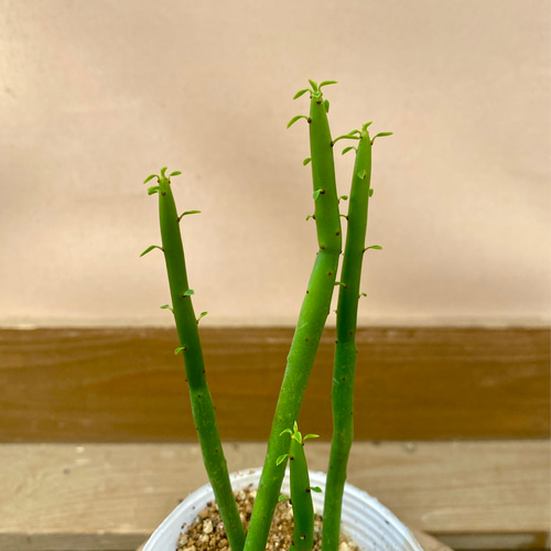 ユーフォルビア　オンコクラータ ユーフォルビア・オンコクラータ（観葉植物）の育て方｜[公式] e