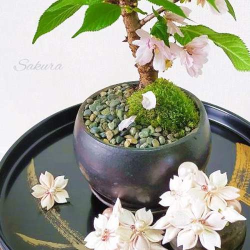 ⚜ 正絹 帯留め 帯飾り 白い桜つまみ細工 / 箱入【オーダー単品