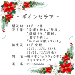 Poinsettia Coffret ~Pierce ver.~ (Tsumami work *Made to order) 第6張的照片