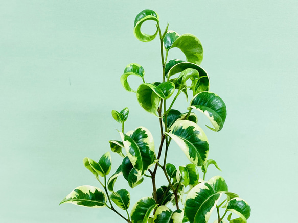 斑入りベンジャミン シタシオン♪観葉植物  一人暮らし 癒し インテリアプランツ 2枚目の画像