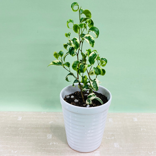 斑入りベンジャミン シタシオン♪観葉植物 一人暮らし 癒し インテリア