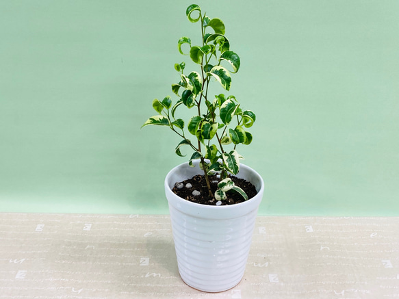 斑入りベンジャミン シタシオン♪観葉植物 一人暮らし 癒し インテリア