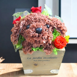 再販★フラワーペット【トイプードル】プリザーブドフラワー 犬 花 カーネーション 母の日 誕生日 送別品 お祝い お供え 4枚目の画像