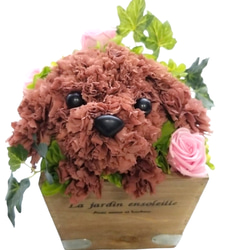 再販★フラワーペット【トイプードル】プリザーブドフラワー 犬 花 カーネーション 母の日 誕生日 送別品 お祝い お供え 2枚目の画像