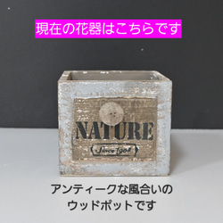再販★フラワーペット【トイプードル】プリザーブドフラワー 犬 花 カーネーション 母の日 誕生日 送別品 お祝い お供え 3枚目の画像